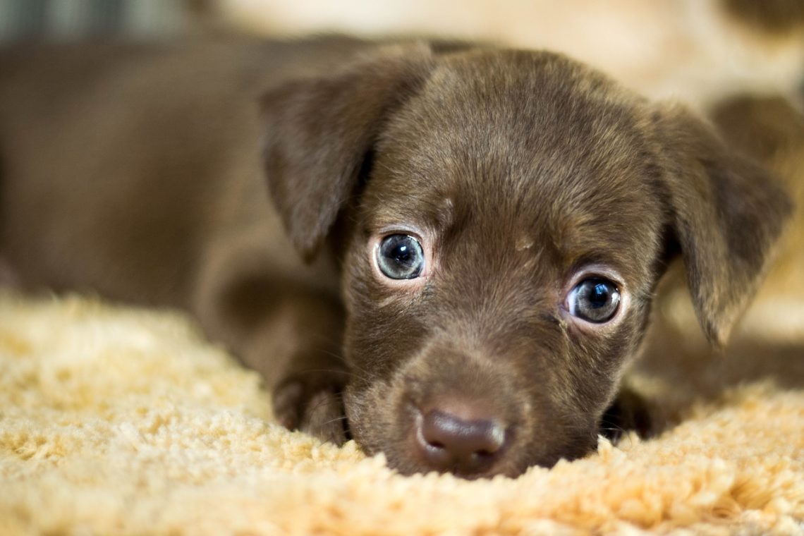 Quand Et Pourquoi Donner Des Friandises Votre Petit Chien