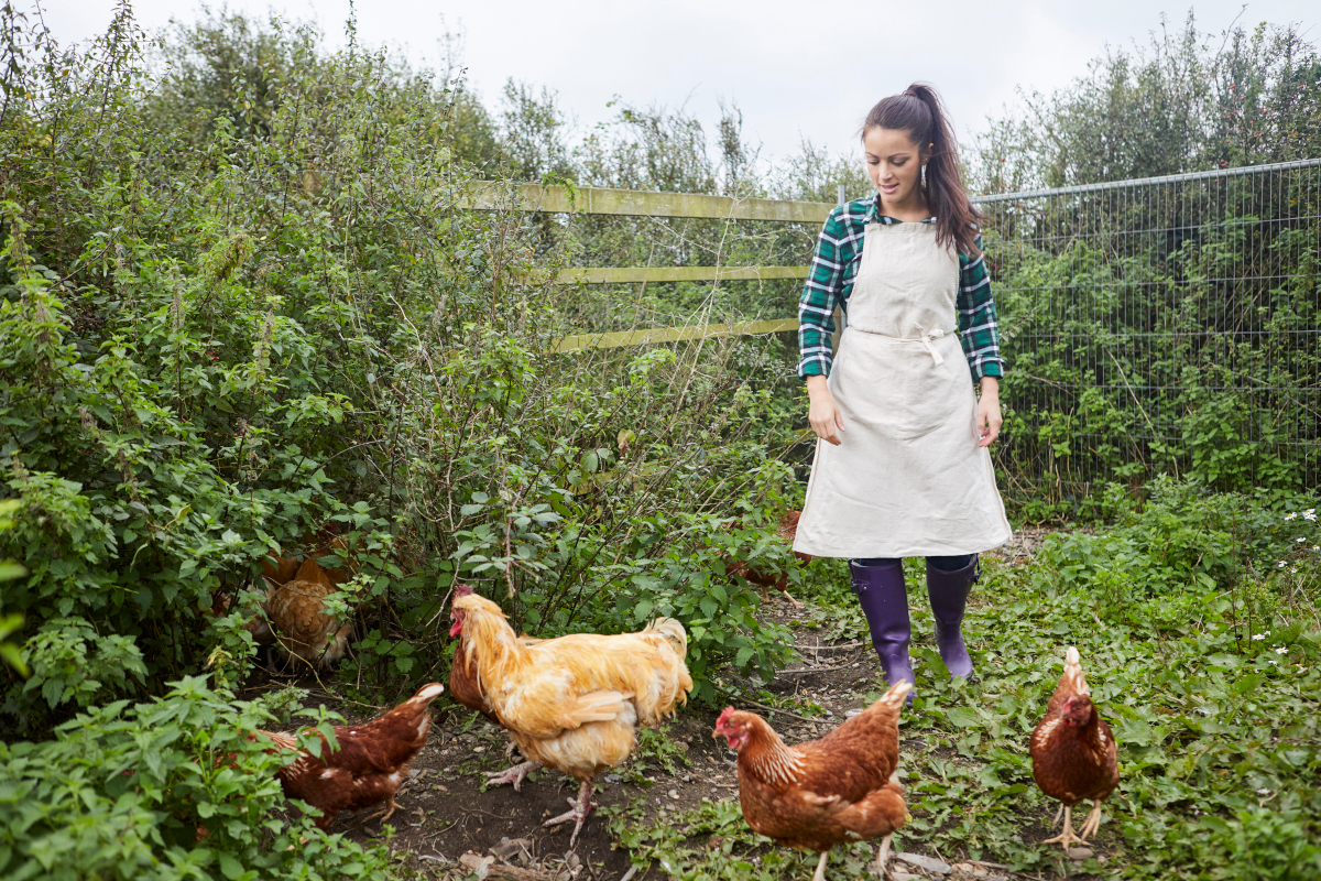 Quoi Faut Il Penser En Levant Des Poules Dans Son Jardin