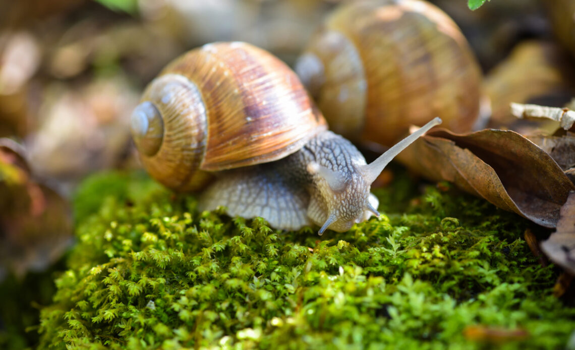 prolifération escargots