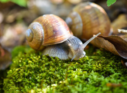 prolifération escargots